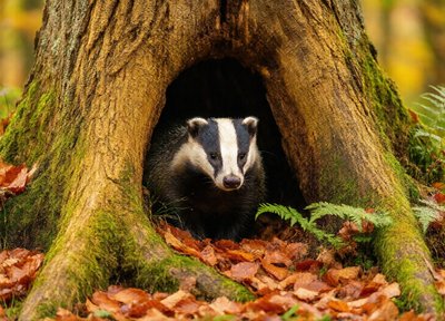 Badger Hideaway
