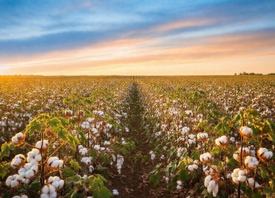 Cotton at Sundown