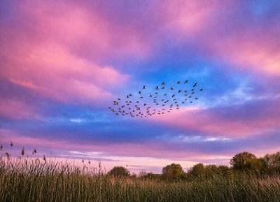Migration at Dusk