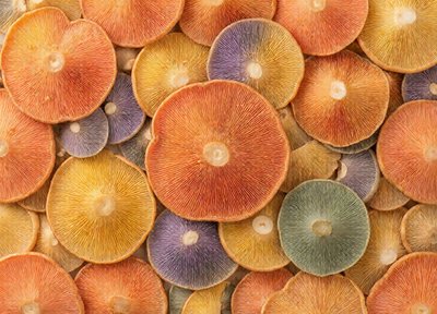 Mushroom Mosaic