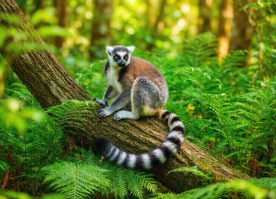 Lemur Woodland