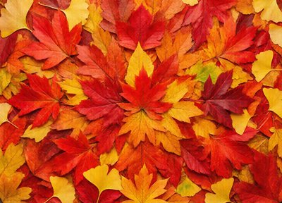Bonus puzzle · Nov 30