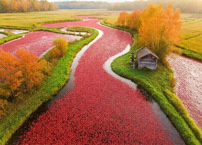 Cranberry Bog