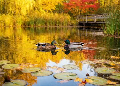 Mallards on the Pond