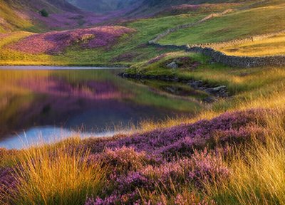 Heather Reflections