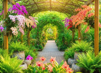 Orchid Walk