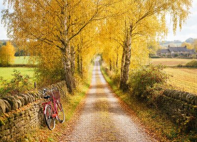 Birch Lane