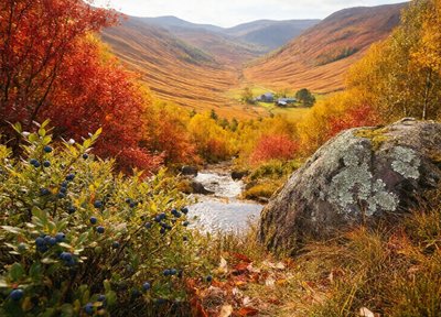 Mountain Foliage