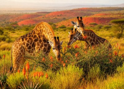 Giraffe Garden