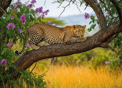 Leopard Branch