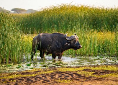 Buffalo Marsh