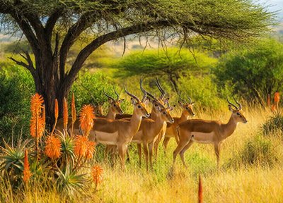 Antelope Grove