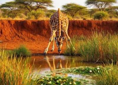 Giraffe Reflections