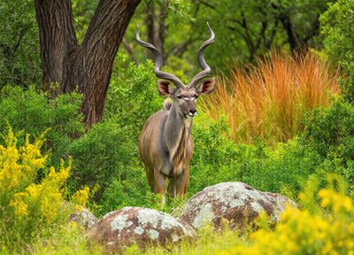 Kudu Woodland