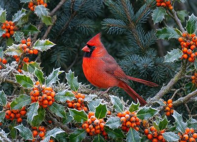 Cardinal Snow