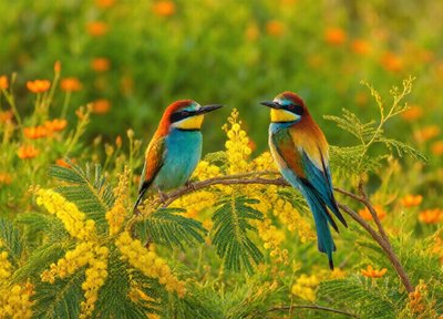 Bee Eater Branch