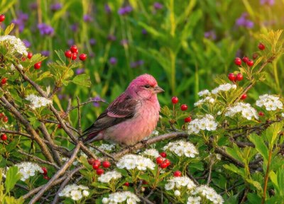 Rosefinch Thicket