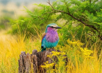Roller Lookout