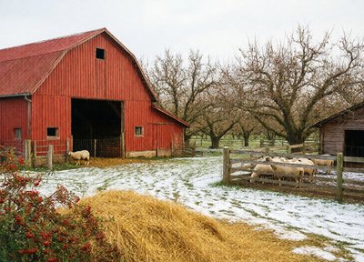 Winter Feed Barn