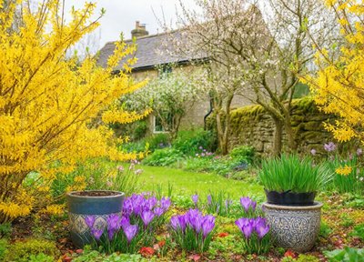 Forsythia Cottage