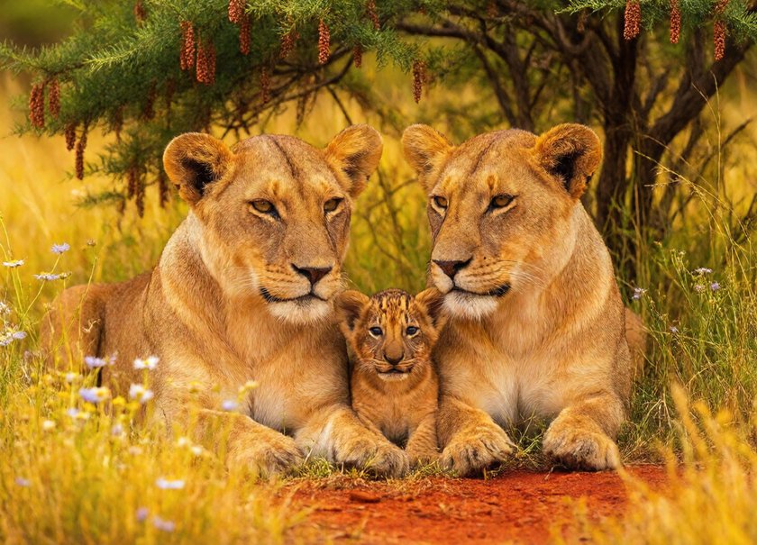 Lion Family Rest