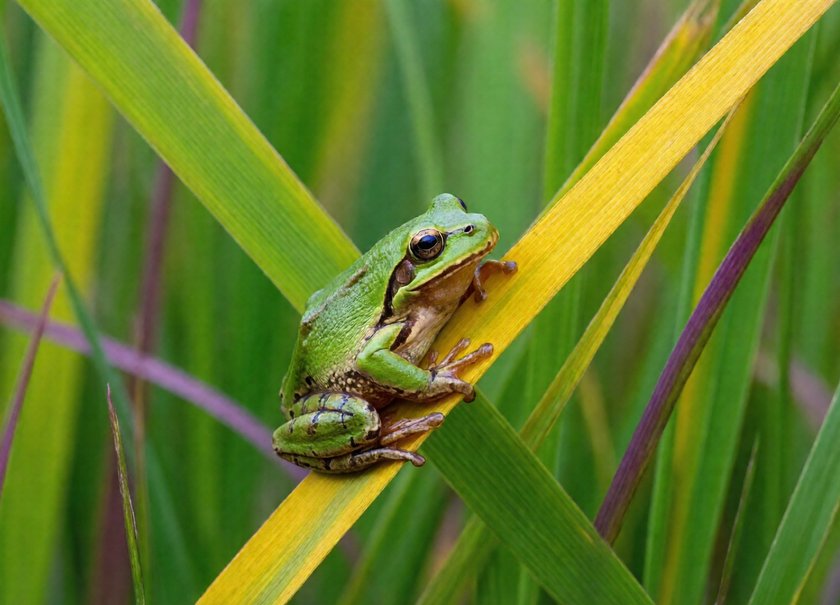 European Tree Frog