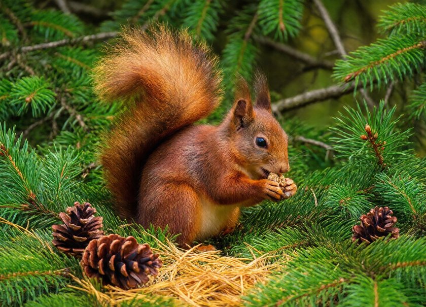 Squirrel in the Pines